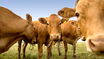 Photo: Cattle Grazing