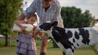 Picture: Young girl feeding a calf