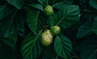 Photo: Noni Fruit