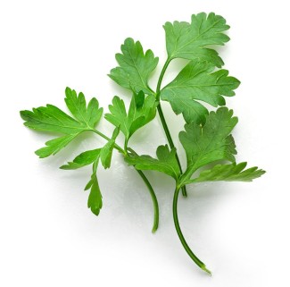 Photo: Cilantro