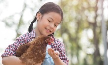 Photo: Child with a hen