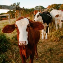 Photo: Cows