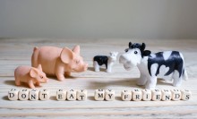 Photo: Toy Animals with the words "Don't Eat Animals" spelled out on blocks