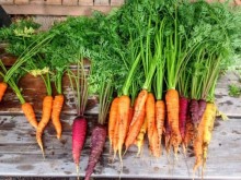 Picture: Organic Carrots