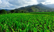 Photo: Taro Farm