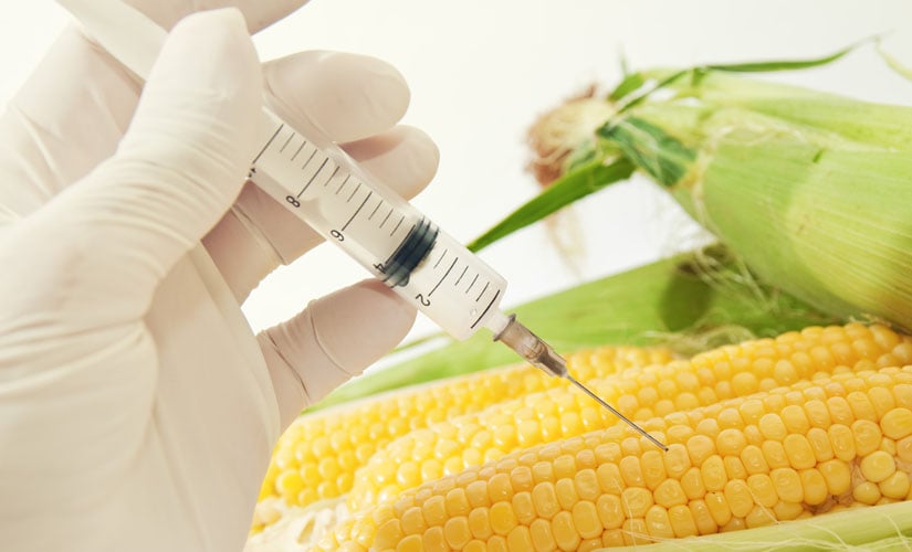 Photo: GMO Corn